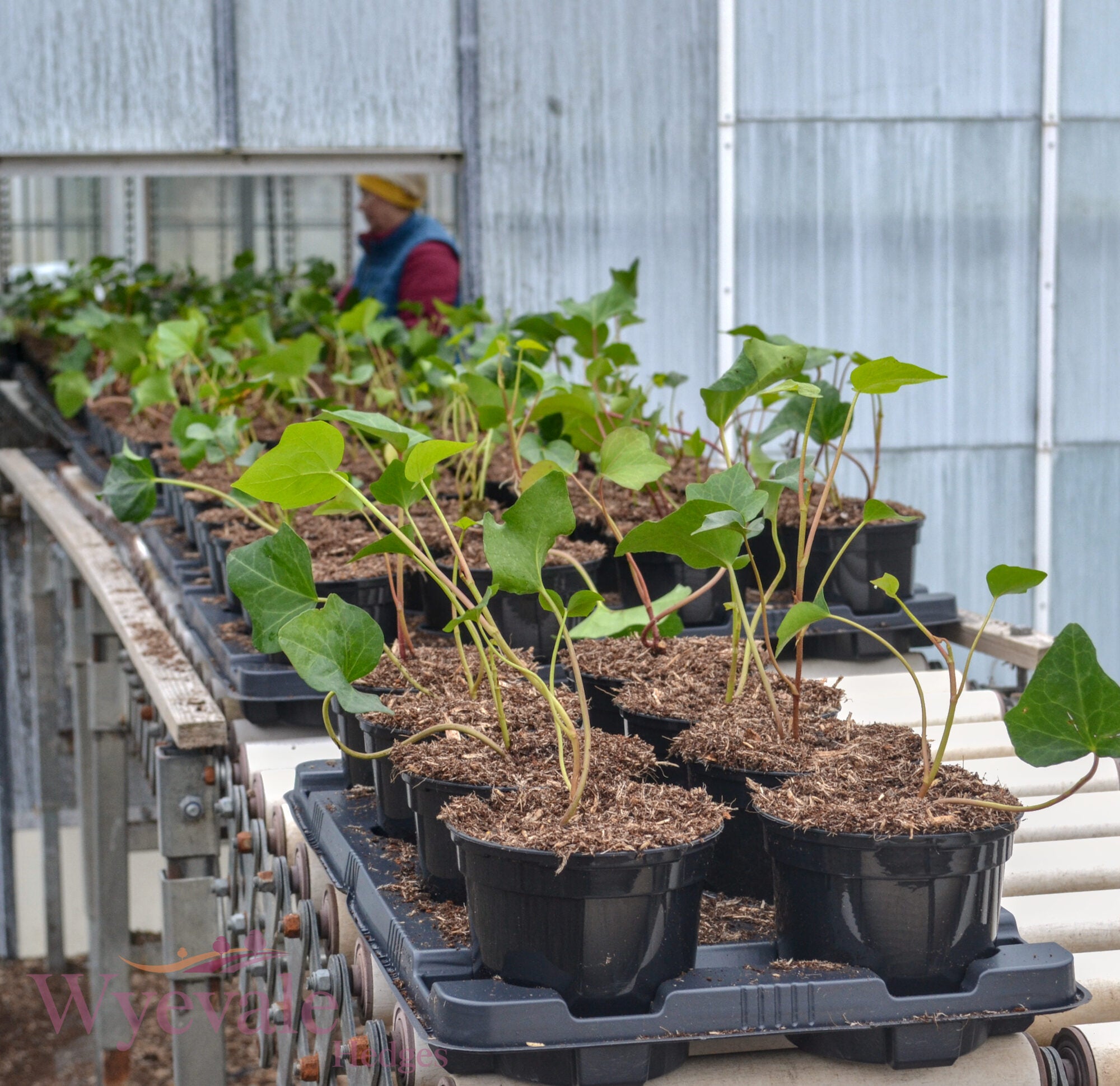 Hedera algeriensis (Algerian Ivy) 'Bellecour'