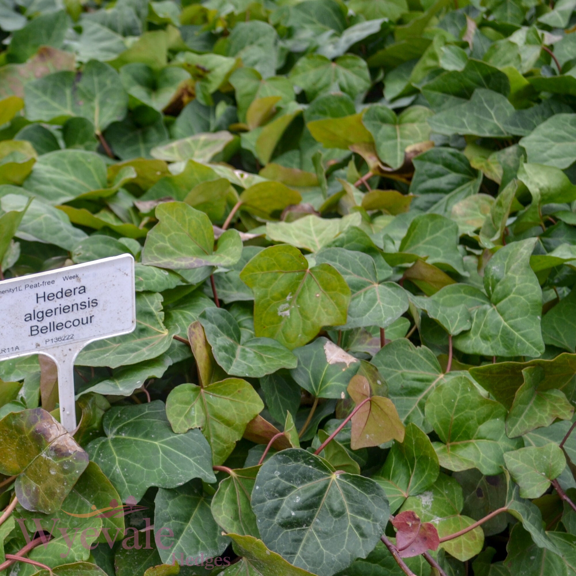 Hedera algeriensis (Algerian Ivy) 'Bellecour'