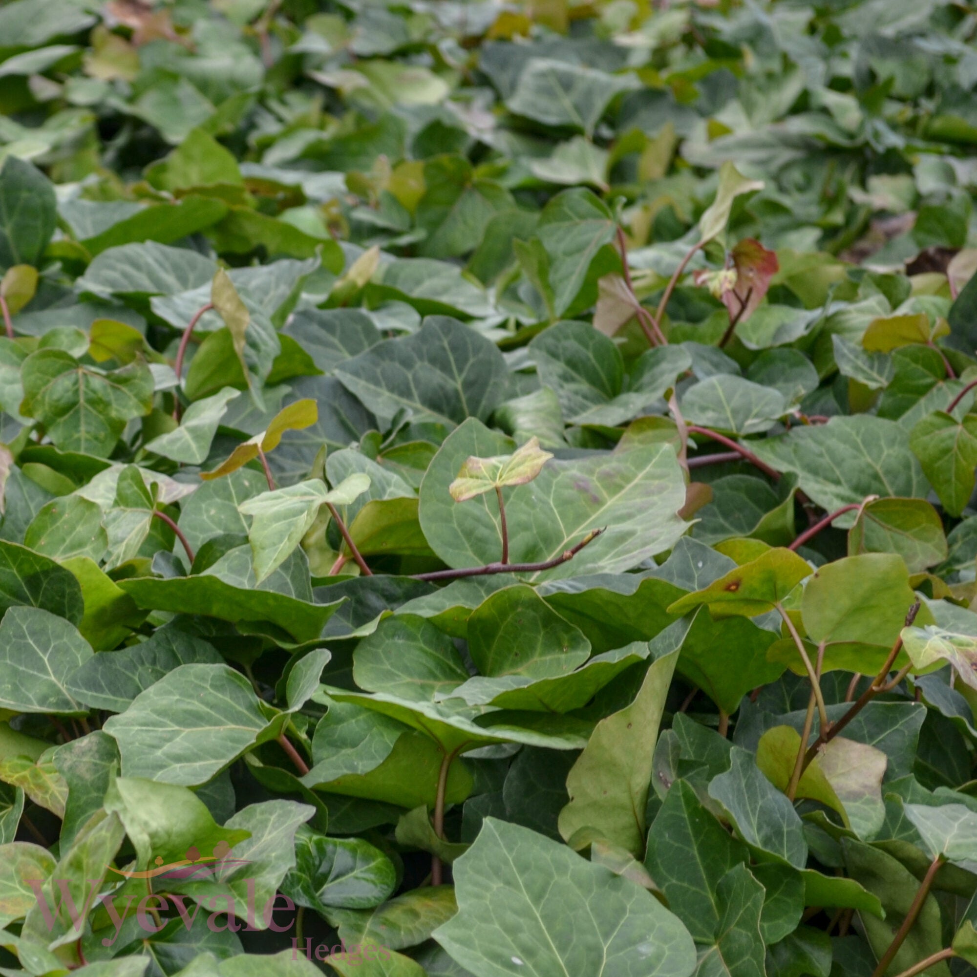 Hedera algeriensis (Algerian Ivy) 'Bellecour'