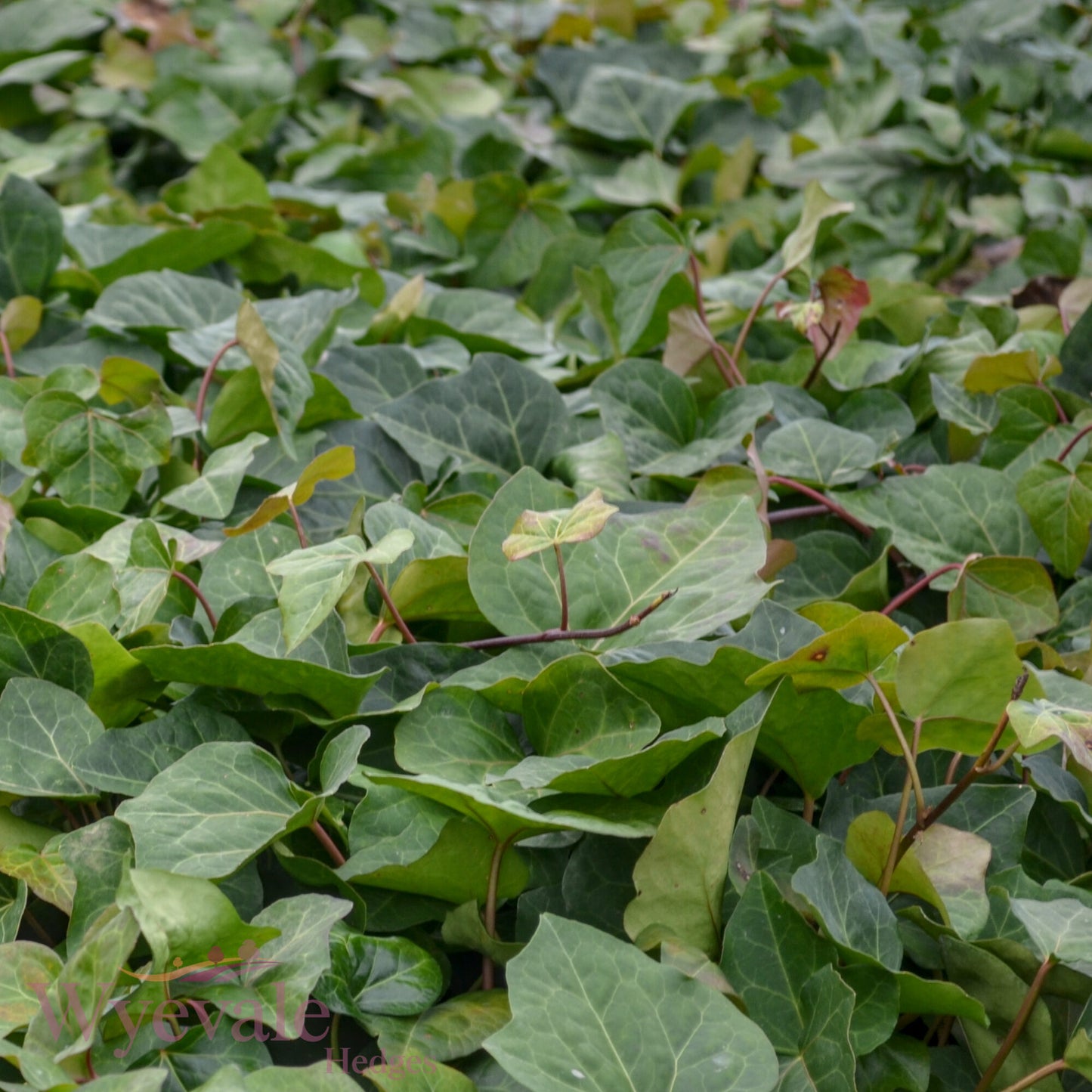 Hedera algeriensis (Algerian Ivy) 'Bellecour'