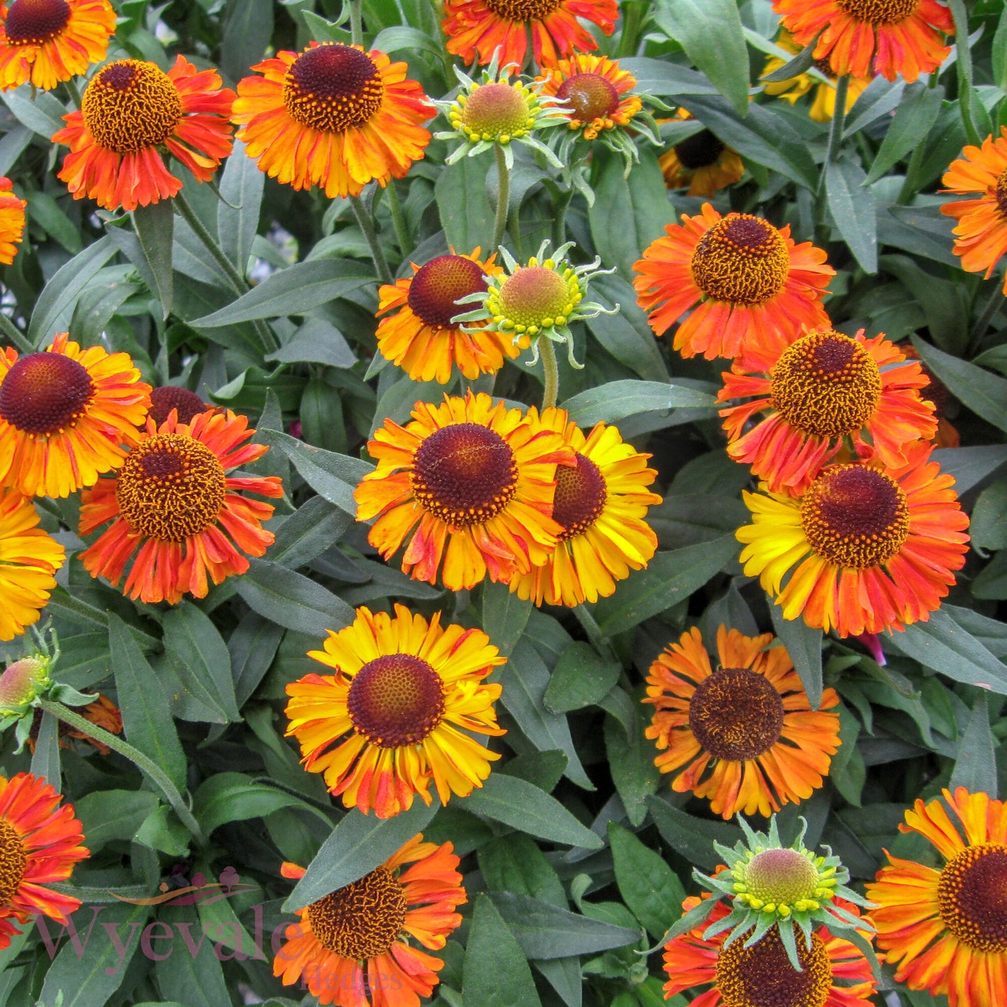 Helenium autumnale (Sneezeweed) 'Short and Sassy'