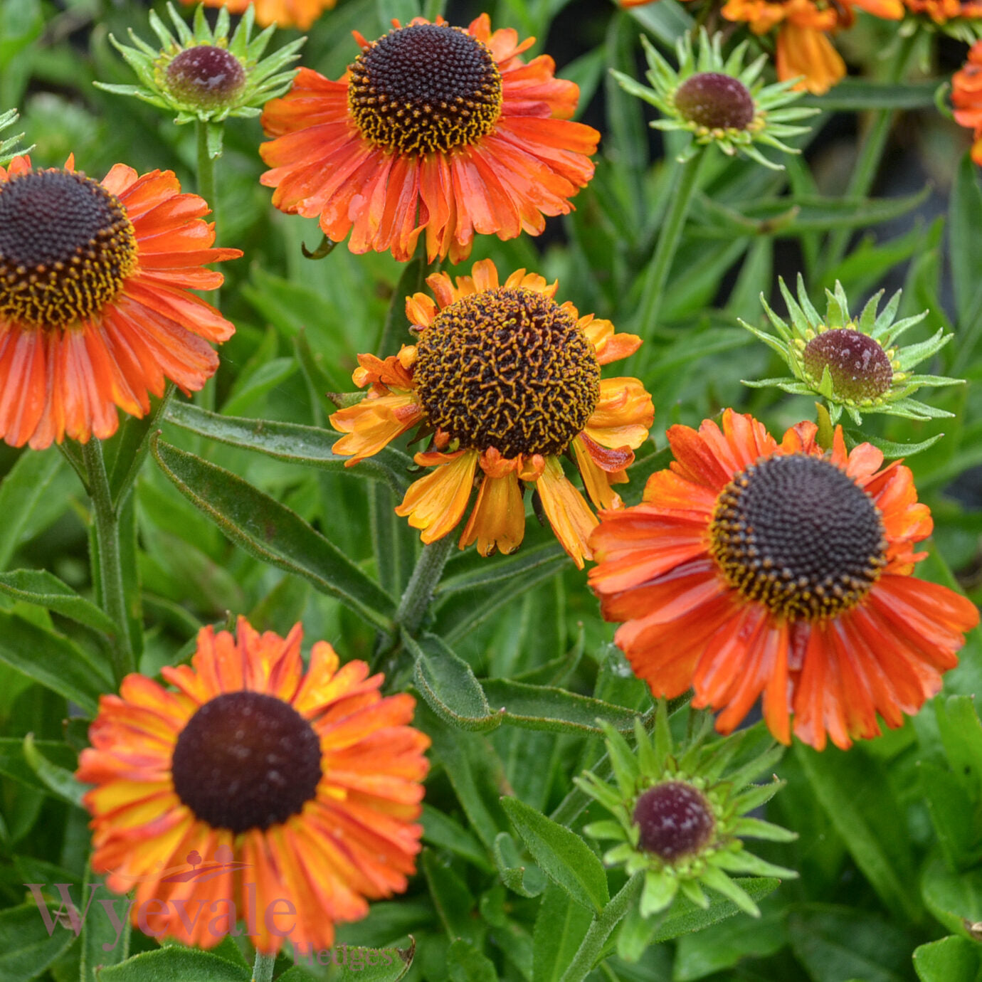 Helenium autumnale (Sneezeweed) 'Short and Sassy'