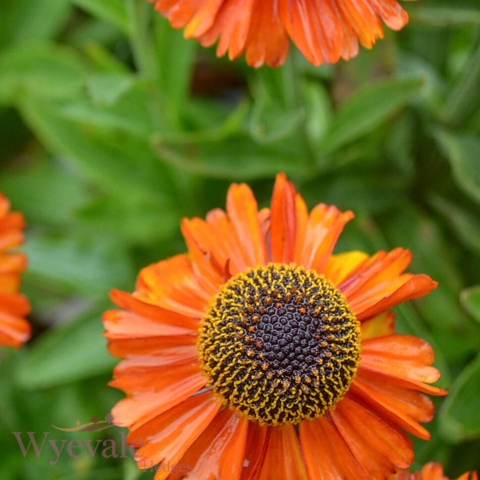 Helenium autumnale (Sneezeweed) 'Short and Sassy'