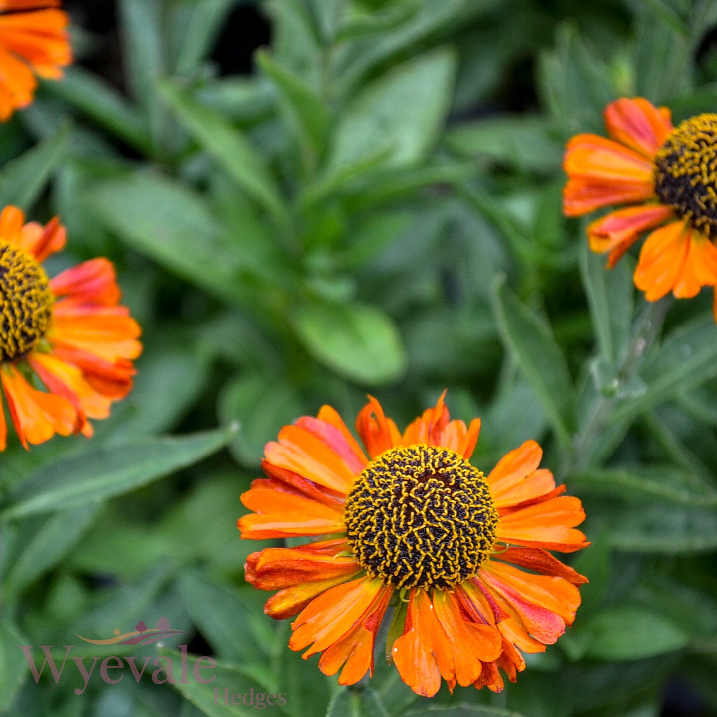 Helenium autumnale (Sneezeweed) 'Short and Sassy'