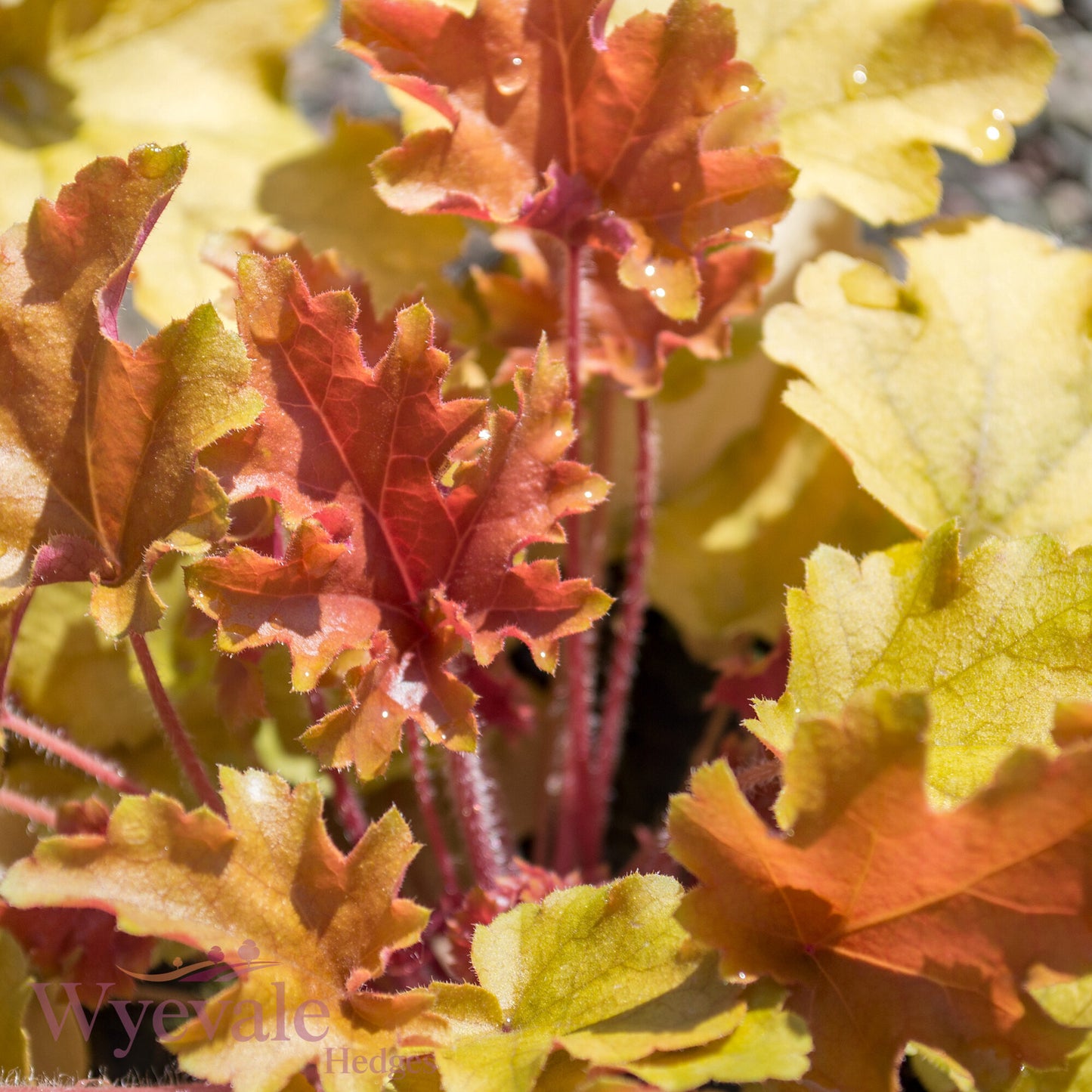 Heuchera (Coral bells) 'Marmalade'