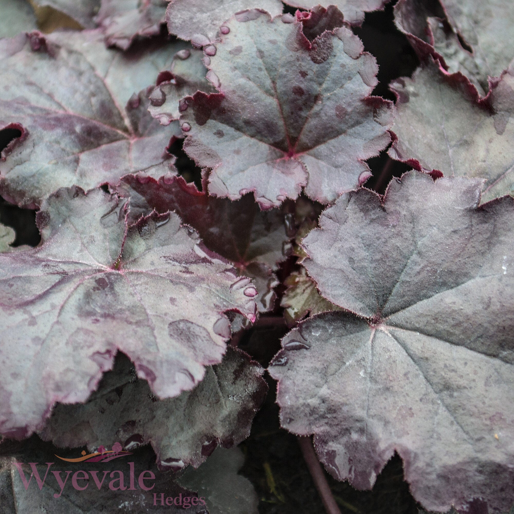 Heuchera (Coral Bells Obsidian) 'Obsidian'