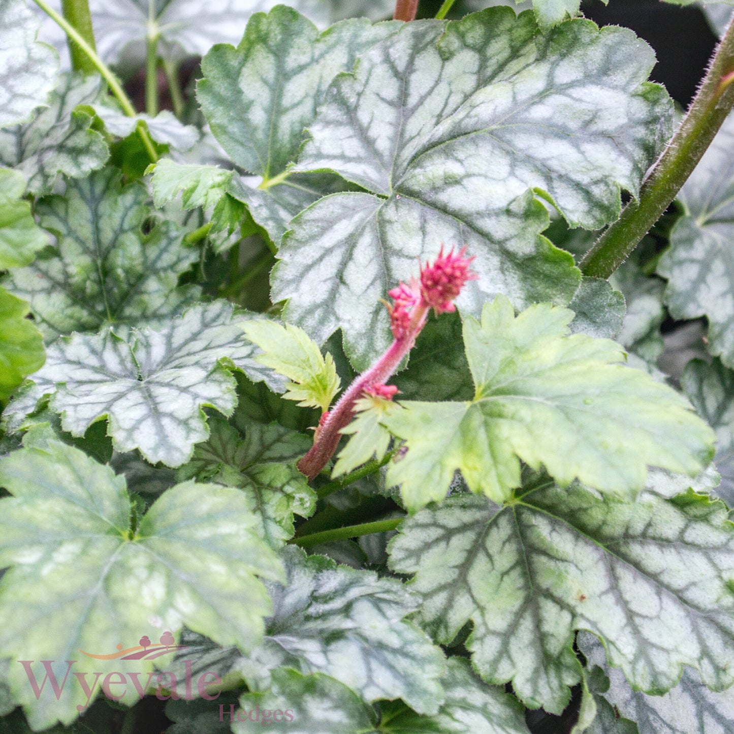 Heuchera (Coral Bells Paris) 'Paris'