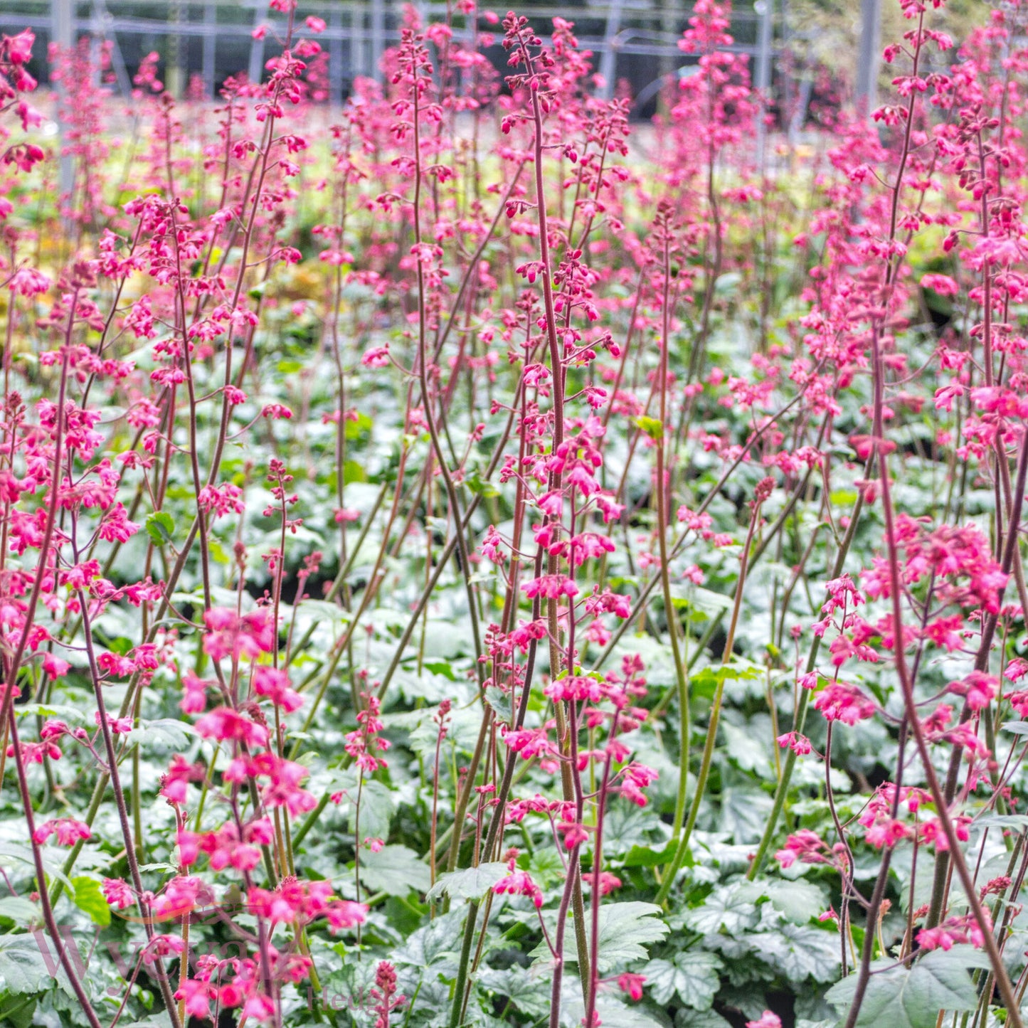Heuchera (Coral Bells Paris) 'Paris'