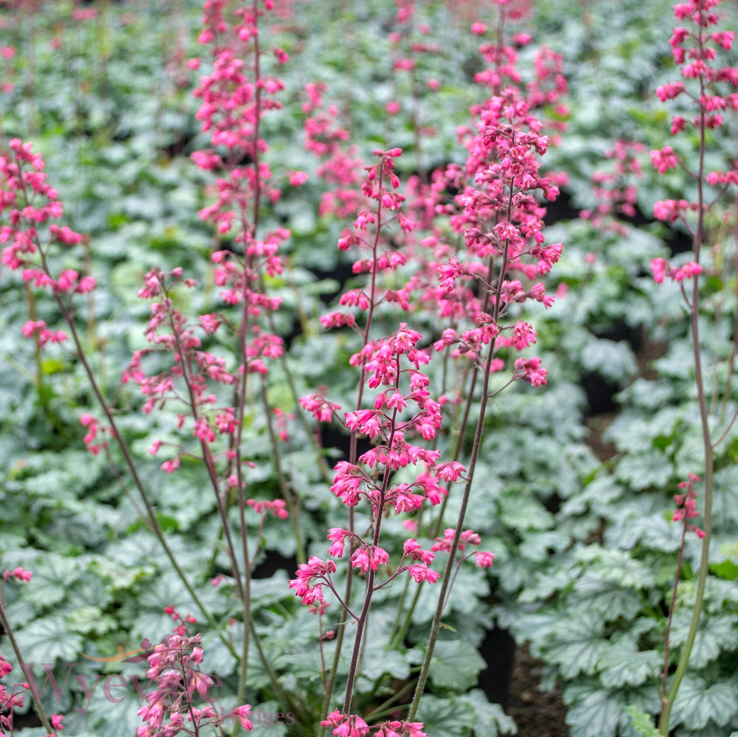 Heuchera (Coral Bells Paris) 'Paris'