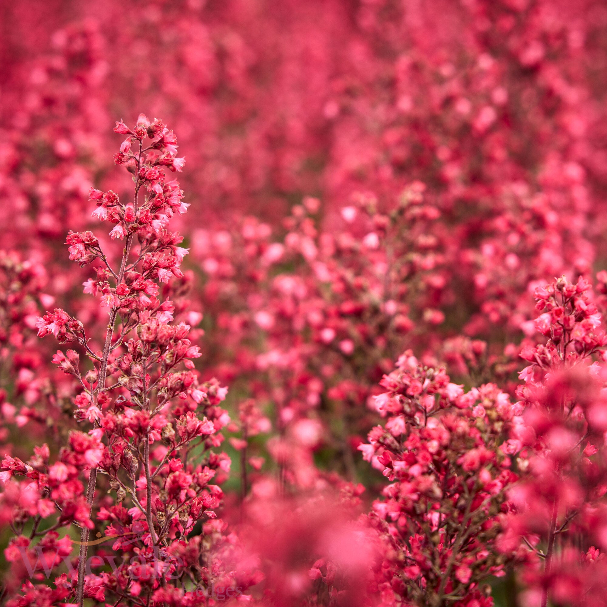 Heuchera (Coral Bells Paris) 'Paris'