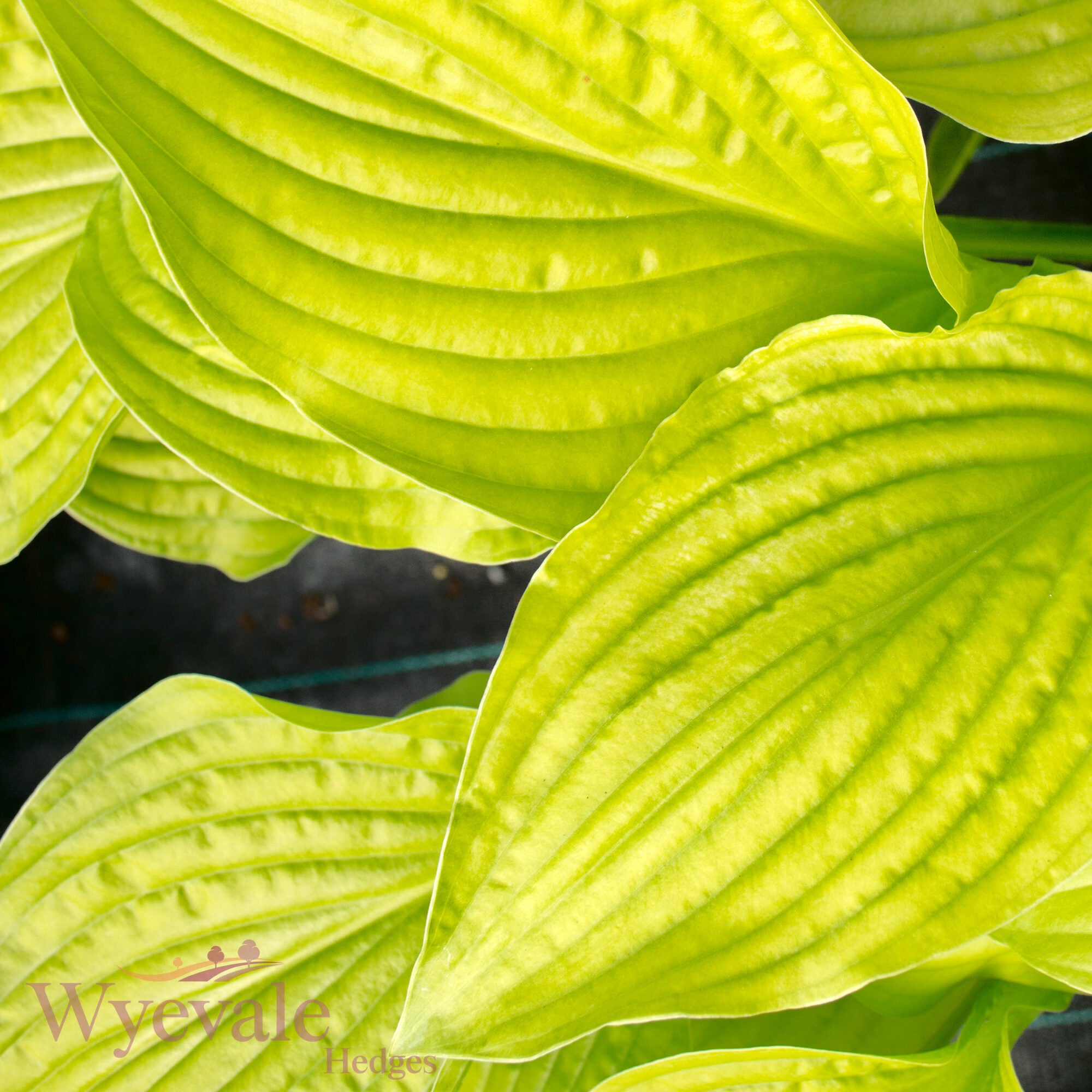 Hosta (Plantain Lily Royal Standard) 'Royal Standard'