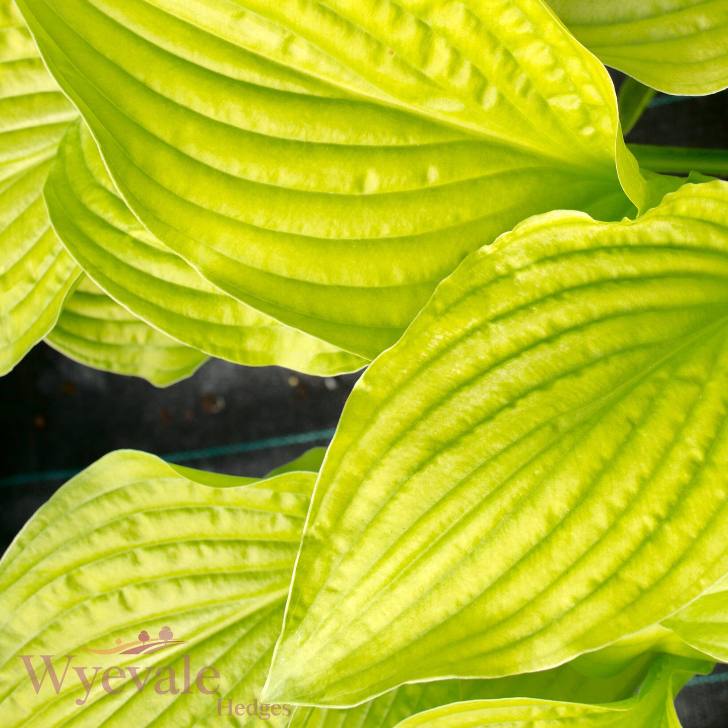 Hosta (Plantain Lily Royal Standard) 'Royal Standard'