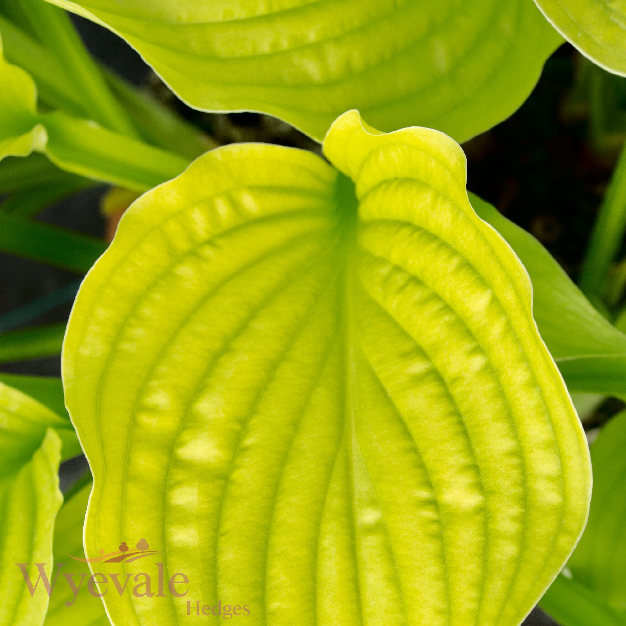 Hosta (Plantain Lily Royal Standard) 'Royal Standard'