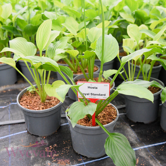 Hosta (Plantain Lily Royal Standard) 'Royal Standard'