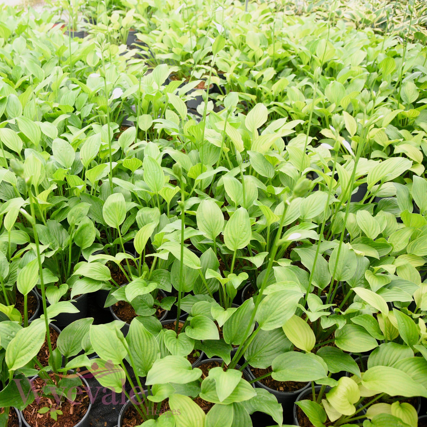 Hosta (Plantain Lily Royal Standard) 'Royal Standard'