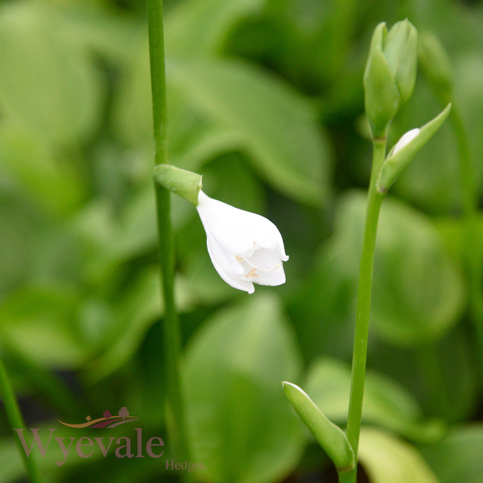 Hosta (Plantain Lily Royal Standard) 'Royal Standard'