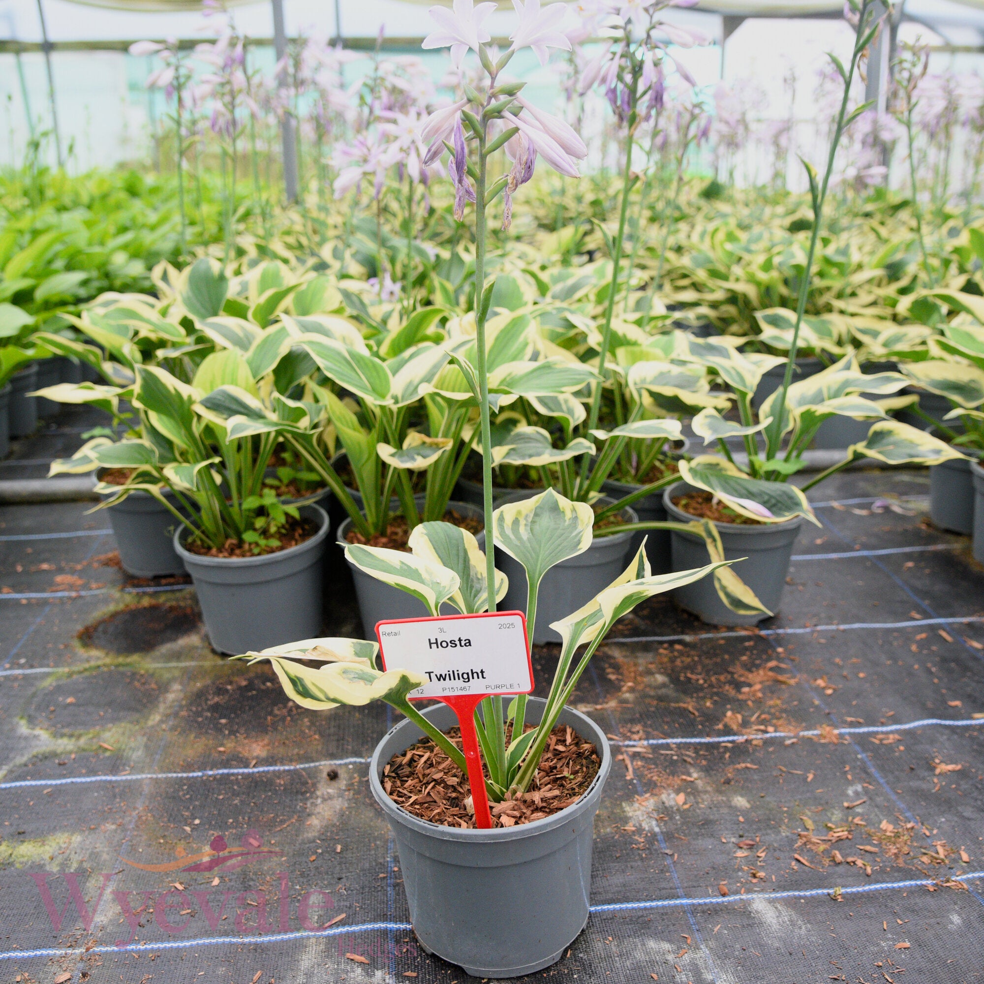 Hosta (Plantain Lily Twilight) 'Twilight'