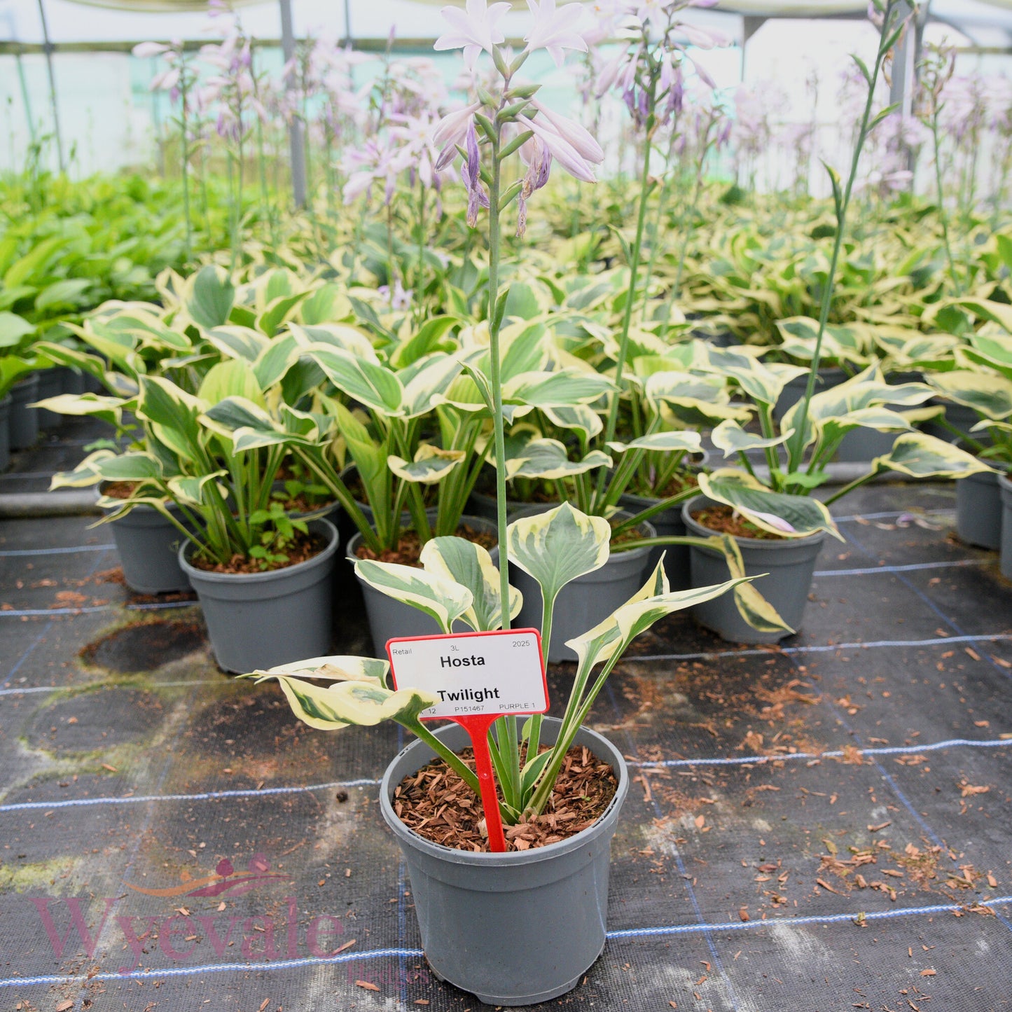 Hosta (Plantain Lily Twilight) 'Twilight'