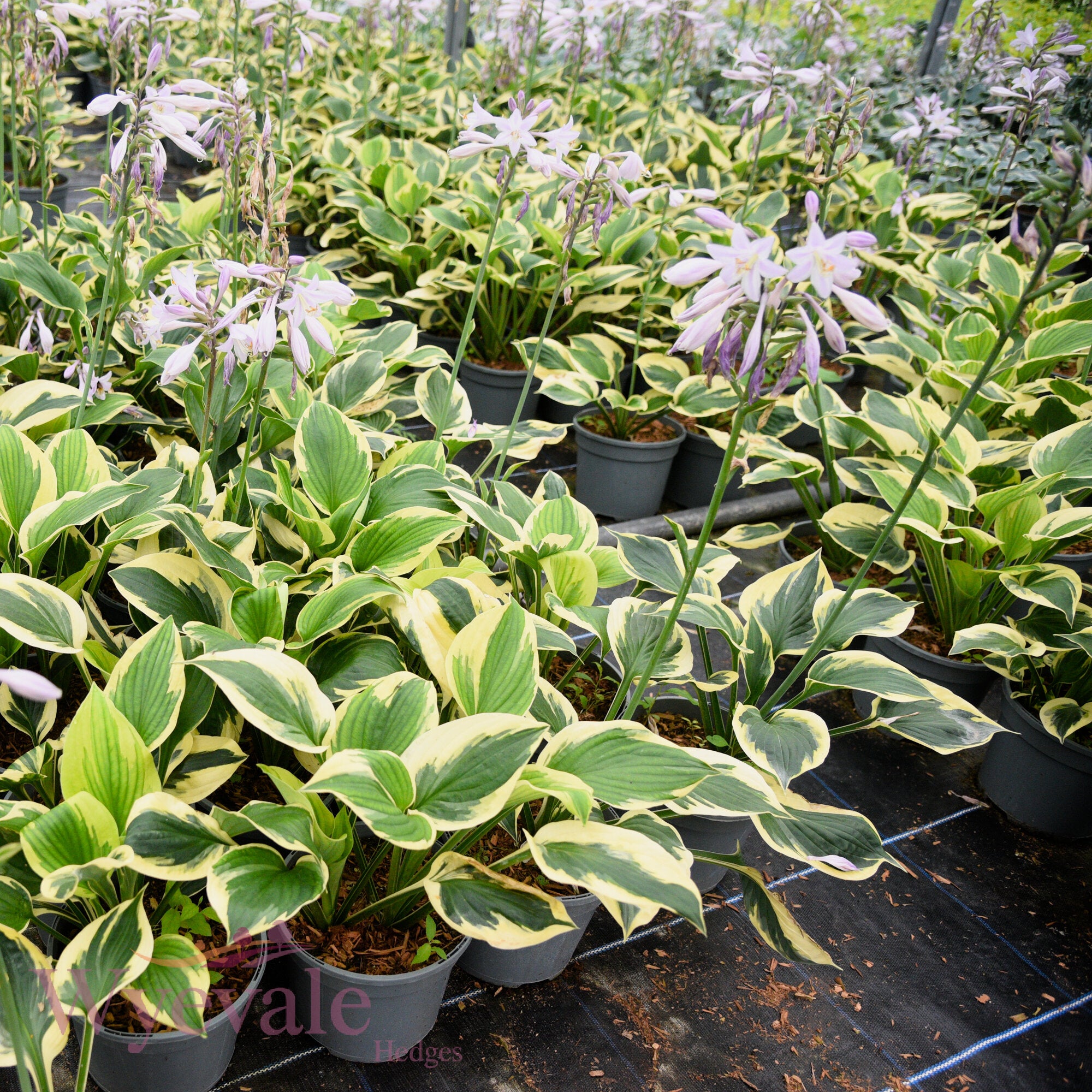 Hosta (Plantain Lily Twilight) 'Twilight'