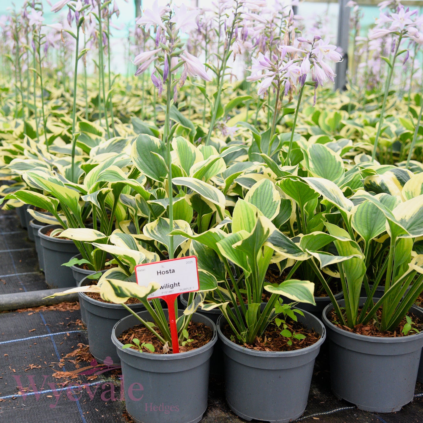 Hosta (Plantain Lily Twilight) 'Twilight'