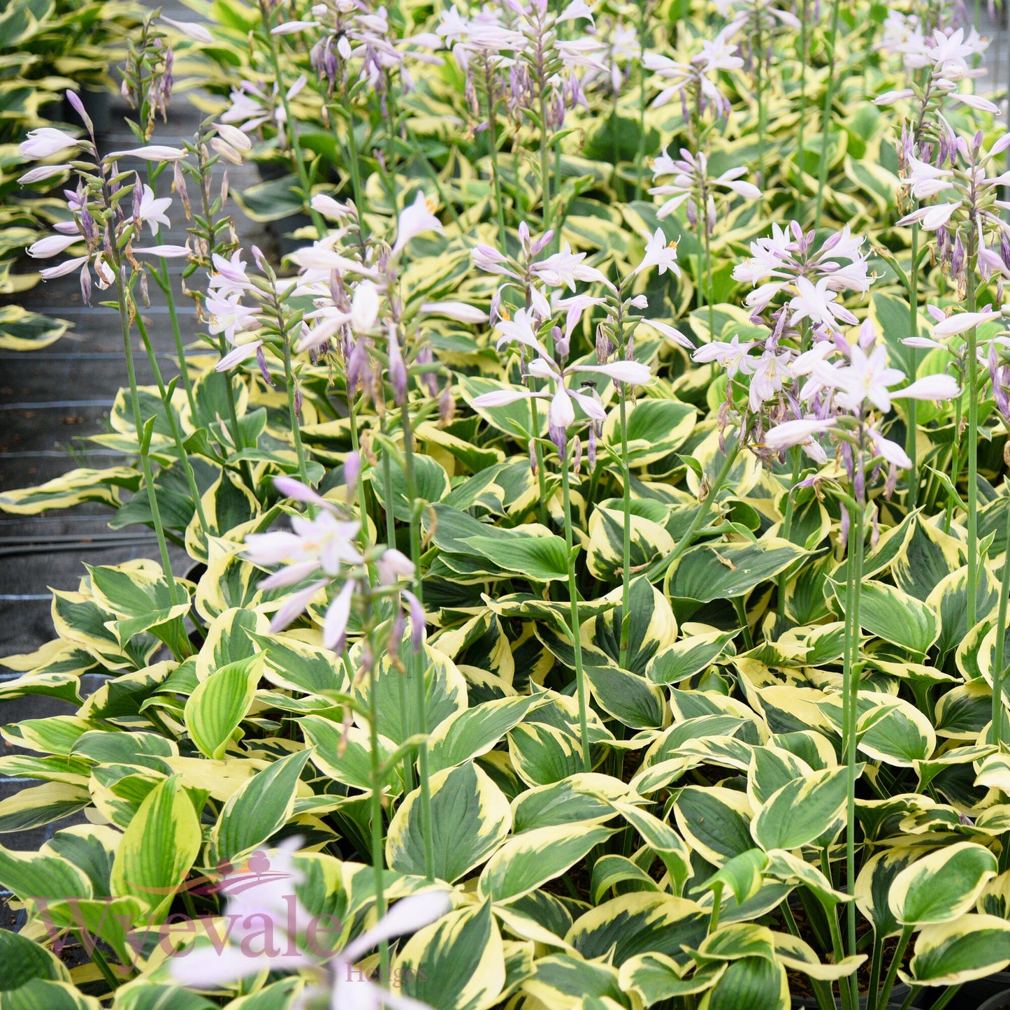 Hosta (Plantain Lily Twilight) 'Twilight'