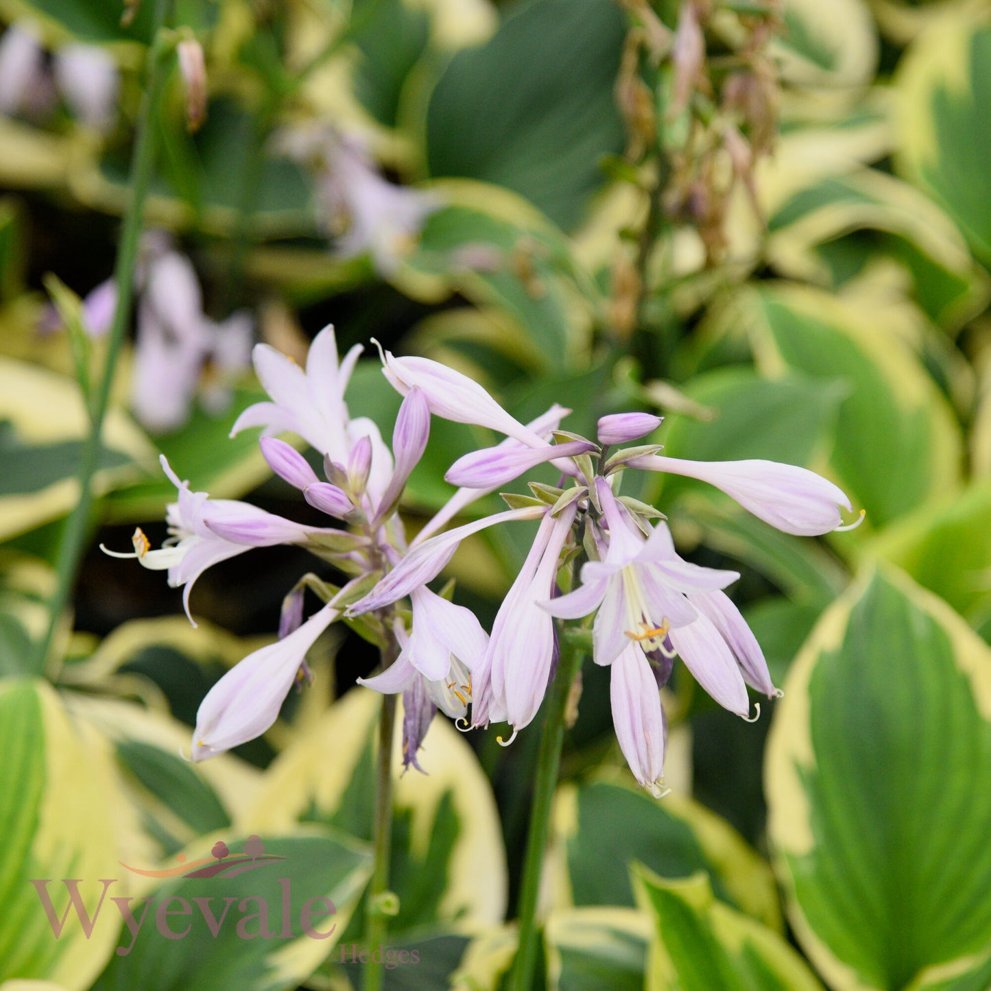 Hosta (Plantain Lily Twilight) 'Twilight'