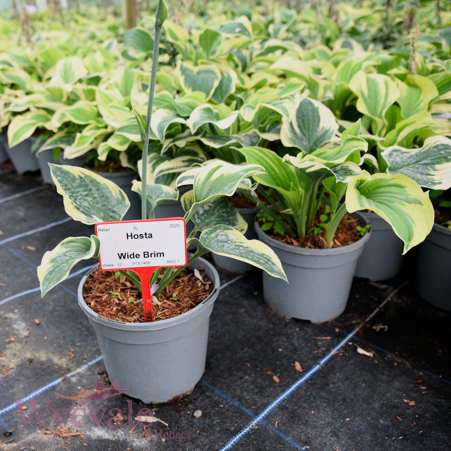 Hosta (Plantain Lily Wide Brim) 'Wide Brim'