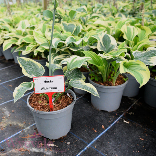 Hosta (Plantain Lily Wide Brim) 'Wide Brim'