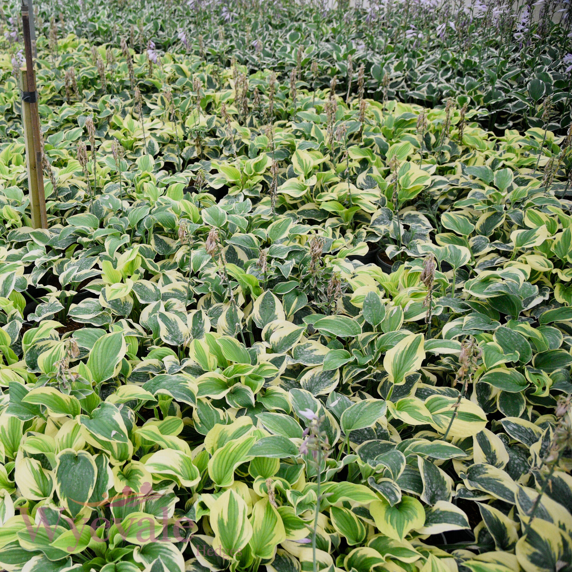 Hosta (Plantain Lily Wide Brim) 'Wide Brim'