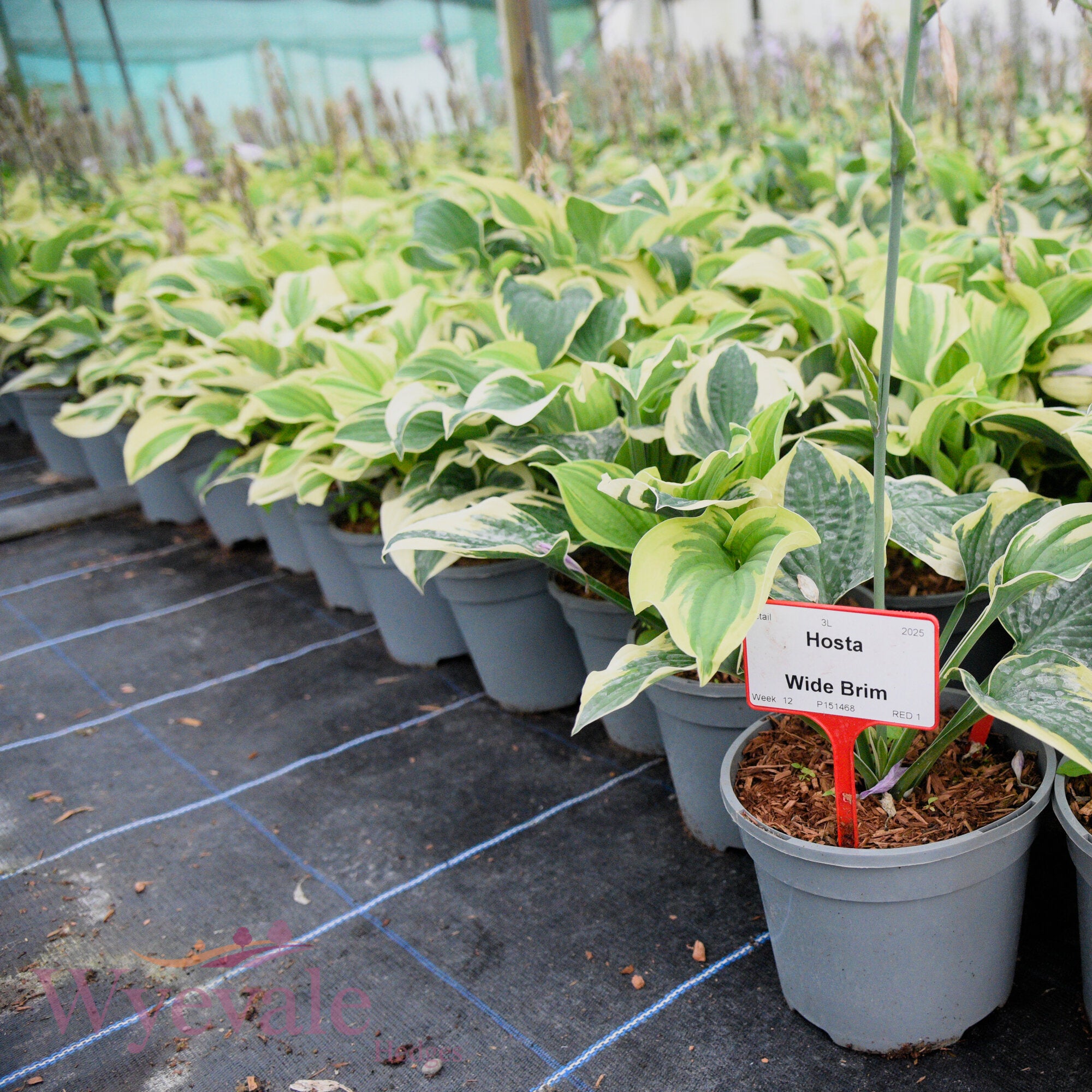 Hosta (Plantain Lily Wide Brim) 'Wide Brim'