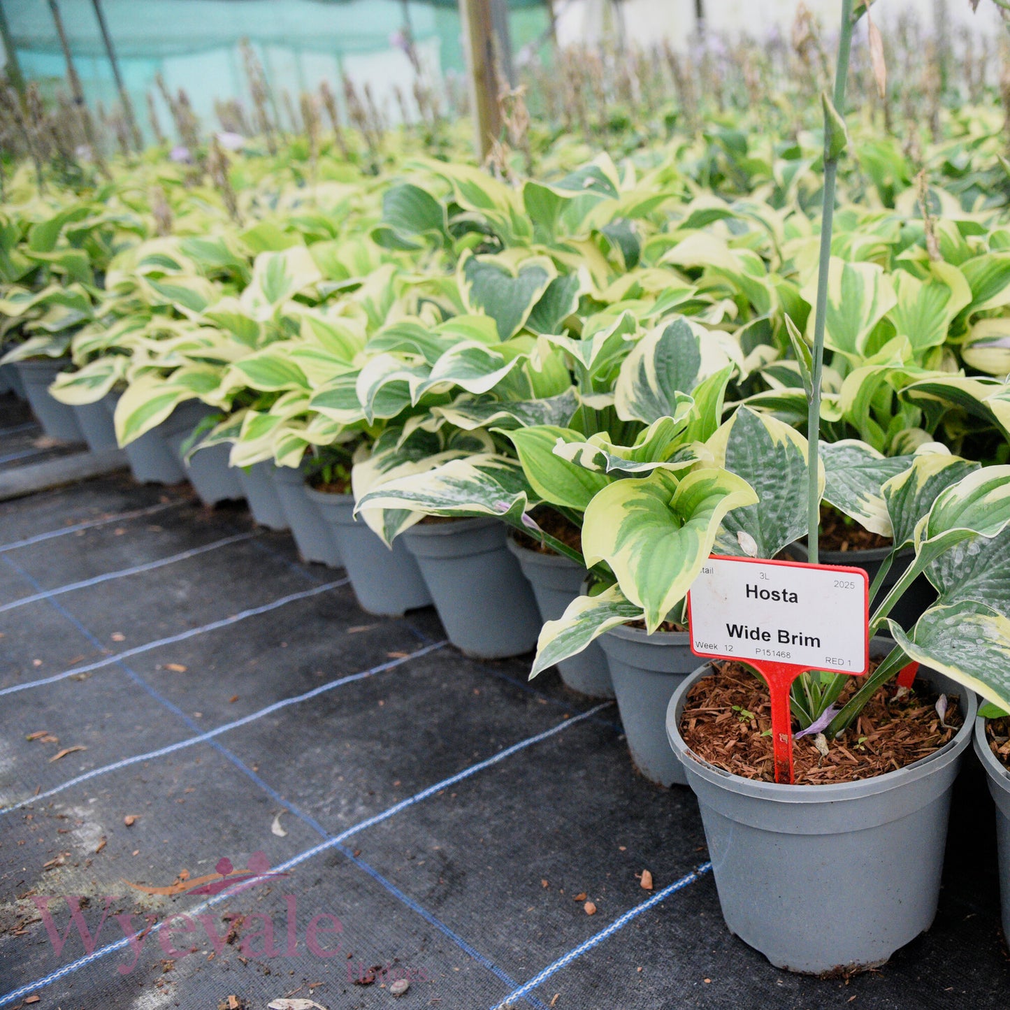 Hosta (Plantain Lily Wide Brim) 'Wide Brim'