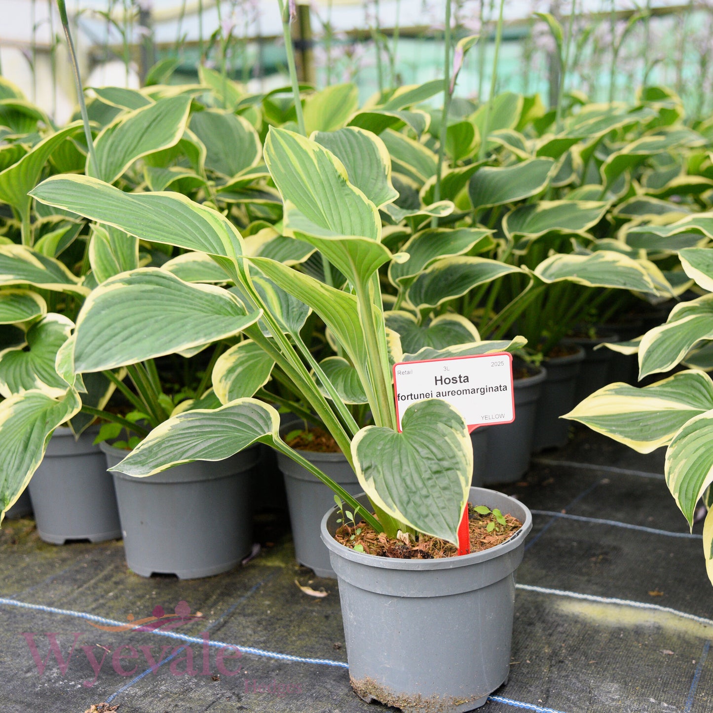 Hosta fortunei aureomarginata (Hosta)
