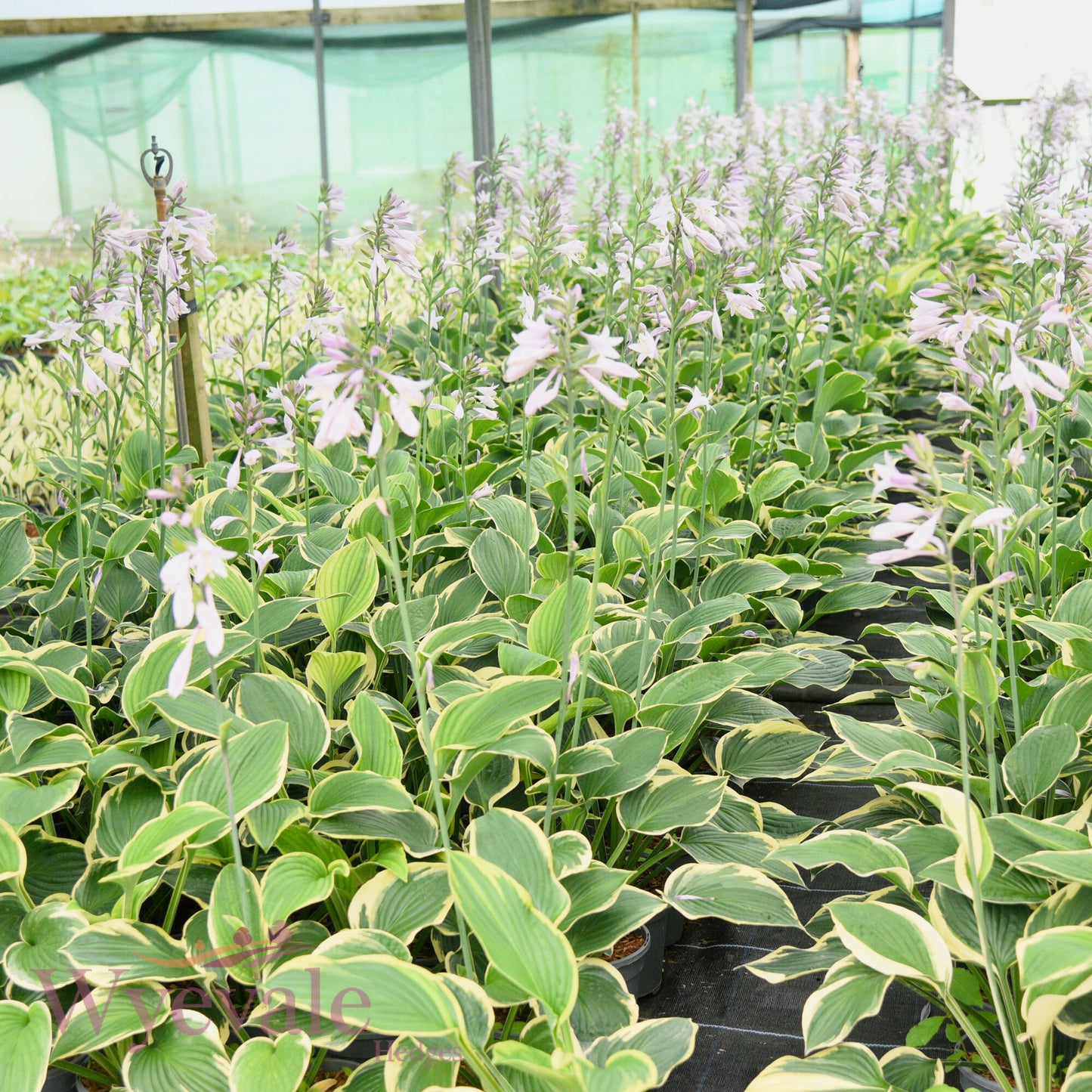 Hosta fortunei aureomarginata (Hosta)