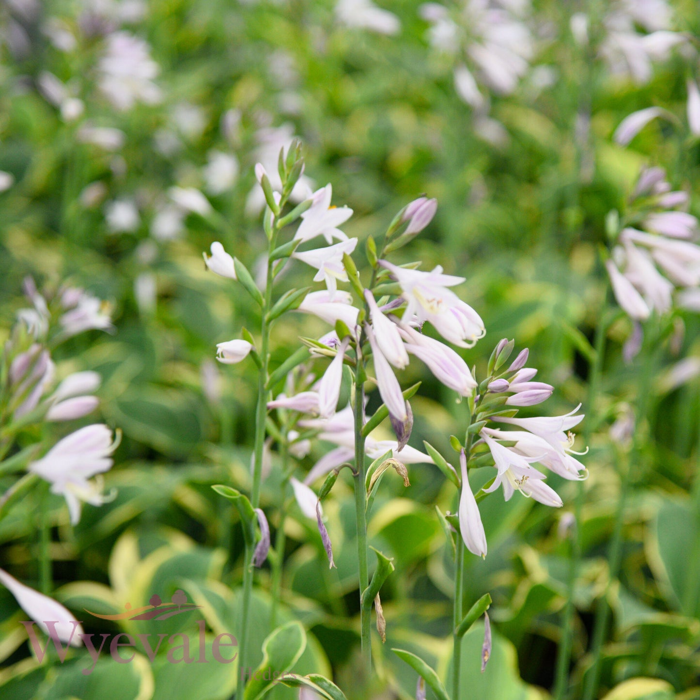 Hosta fortunei aureomarginata (Hosta)