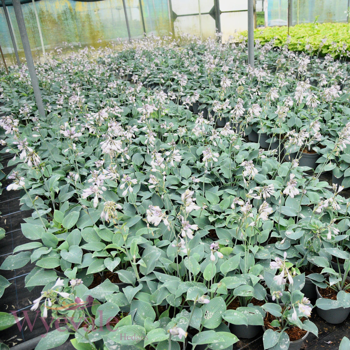 Hosta tardiana (Hosta) 'Halcyon'