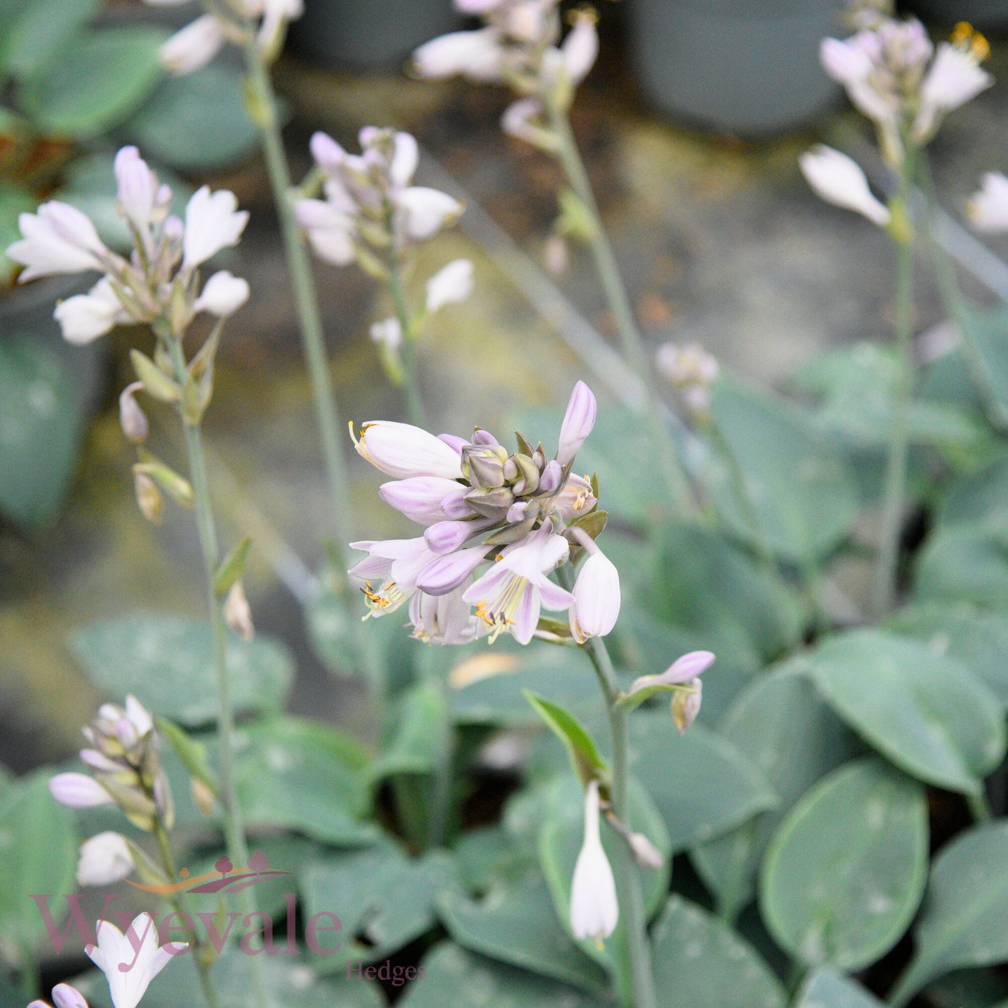 Hosta tardiana (Hosta) 'Halcyon'