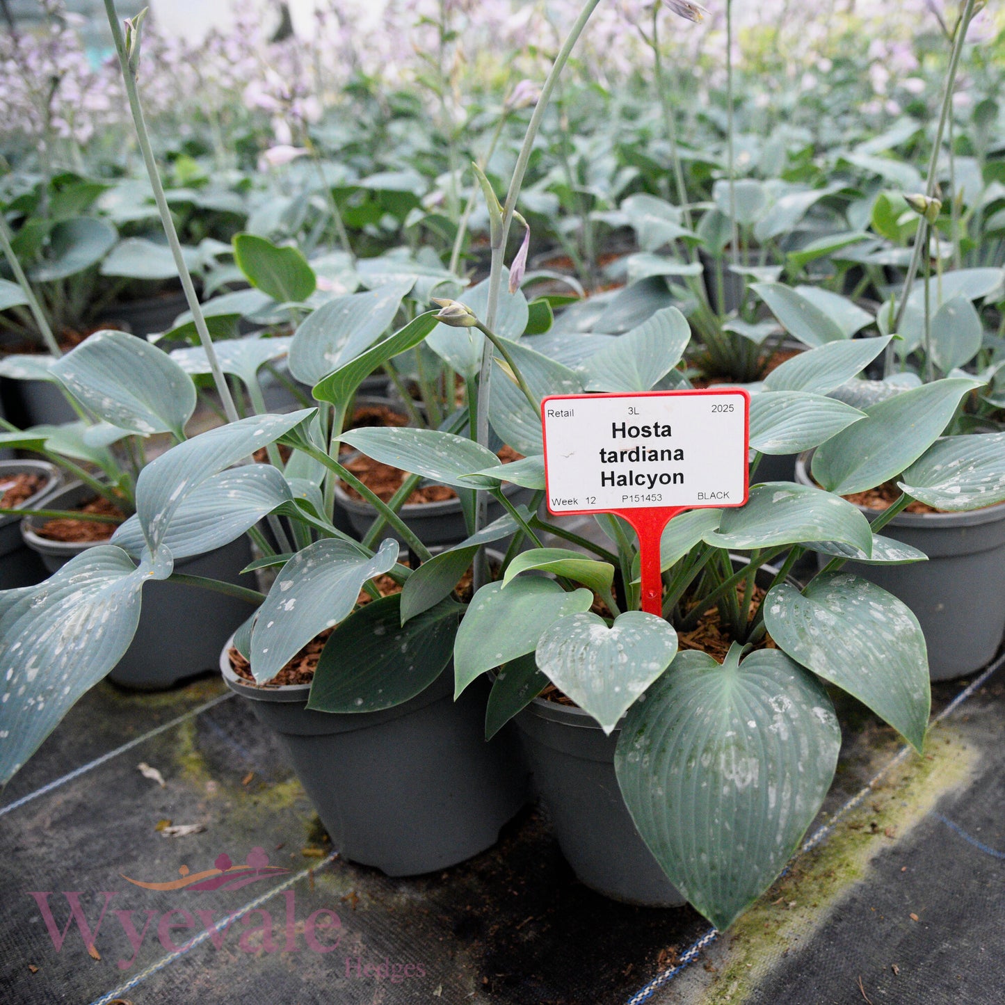 Hosta tardiana (Hosta) 'Halcyon'
