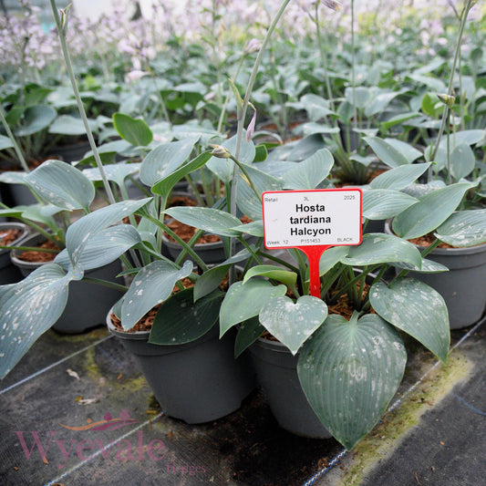 Hosta tardiana (Hosta) 'Halcyon'