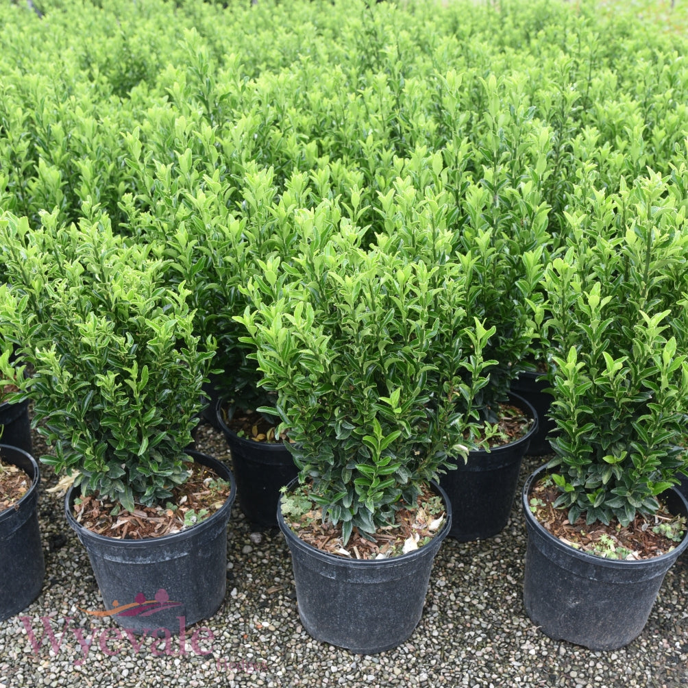 Euonymus japonicus (Evergreen spindle) 3L Container (Pack of 30)