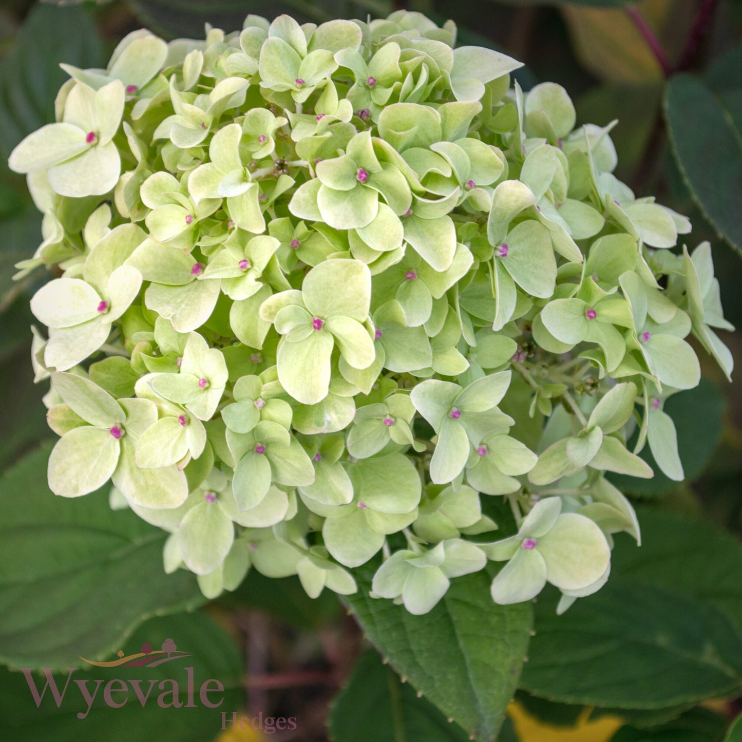 Hydrangea paniculata (Panicle Hydrangea) 'Limelight'