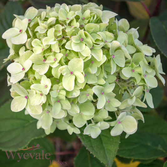 Hydrangea paniculata (Panicle Hydrangea) 'Limelight'