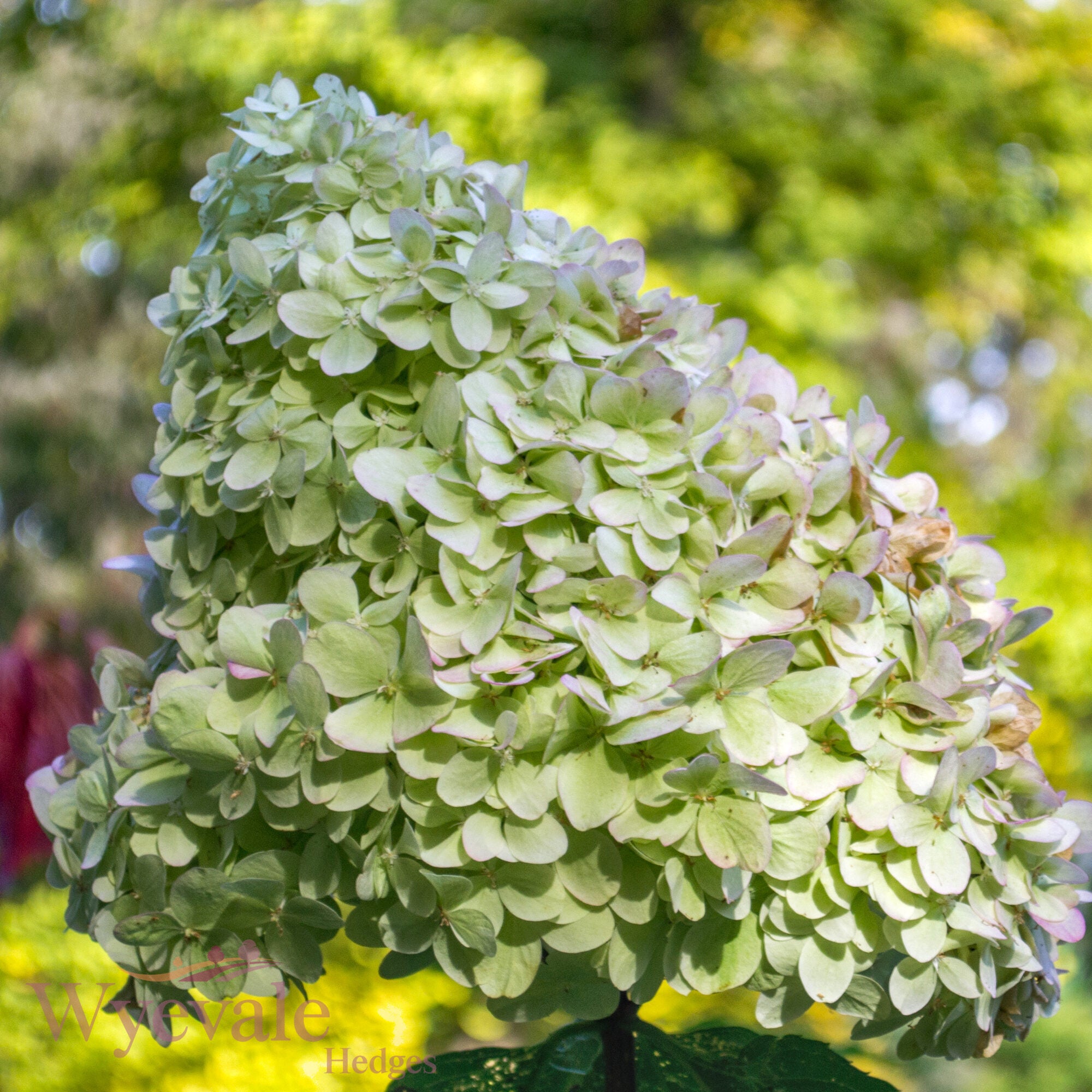 Hydrangea paniculata (Panicle Hydrangea) 'Limelight'