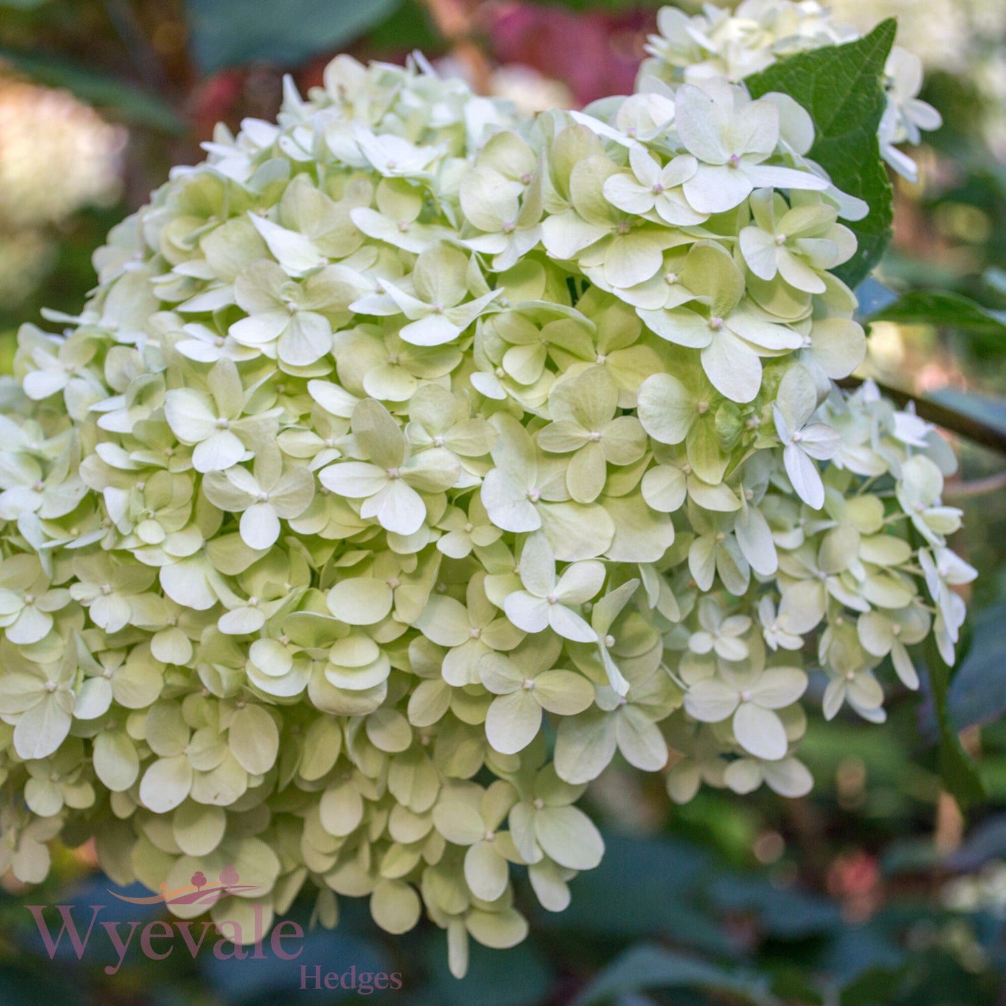 Hydrangea paniculata (Panicle Hydrangea) 'Limelight'