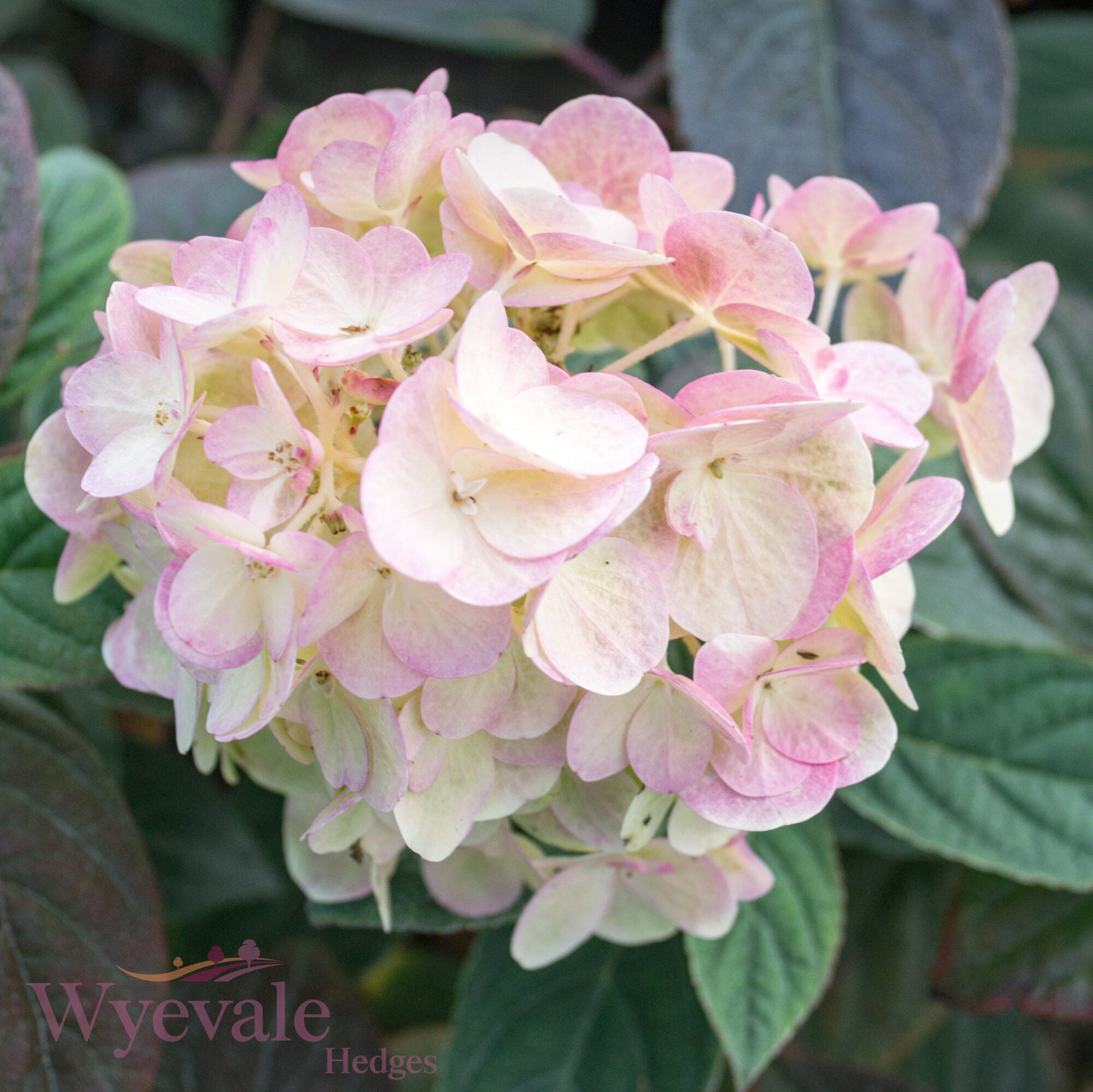 Hydrangea paniculata (Panicle Hydrangea) 'Sundae Fraise'