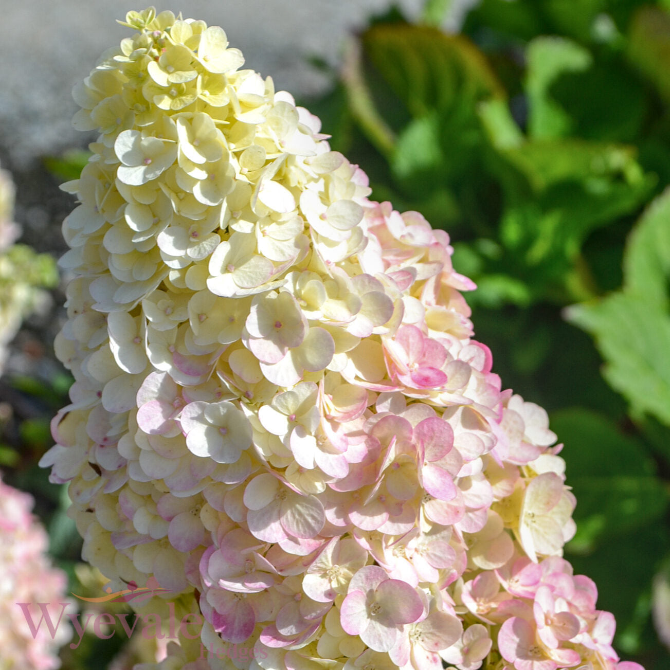 Hydrangea paniculata (Panicle Hydrangea) 'Sundae Fraise'