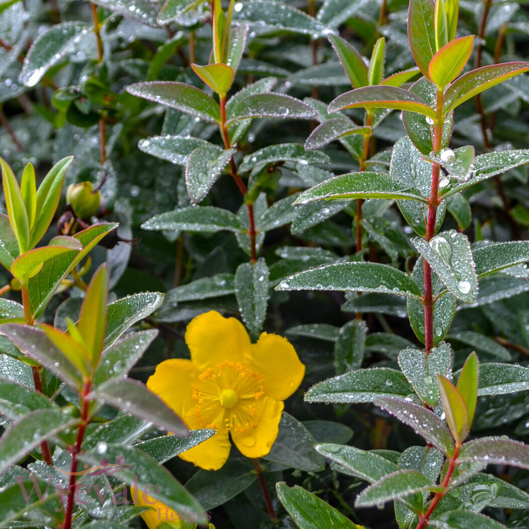 Hypericum (St John's wort) 'Hidcote'