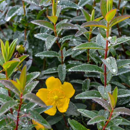 Hypericum (St John's wort) 'Hidcote'