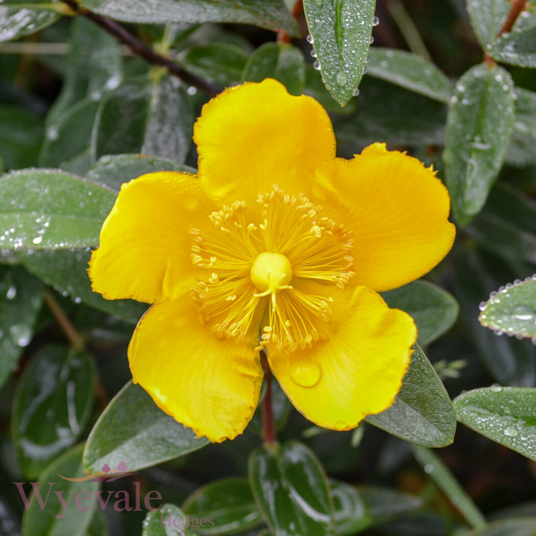 Hypericum (St John's wort) 'Hidcote'