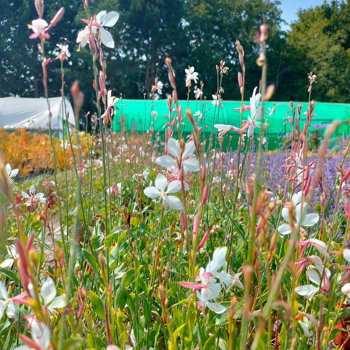 Gaura lindheimeri (Whirling butterflies) 'Whirling Butterflies'