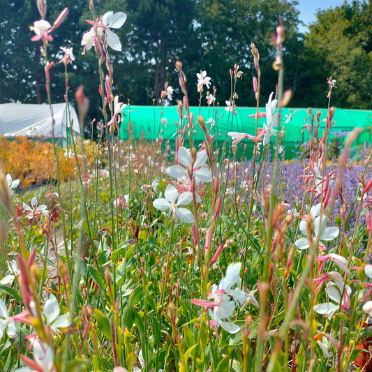 Gaura lindheimeri (Whirling butterflies) 'Whirling Butterflies'